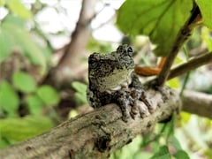 Hang In There-commom grey tree frog by Beverly Sipe