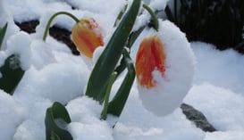 APRIL-Snowy Tulips by Bill Fisher